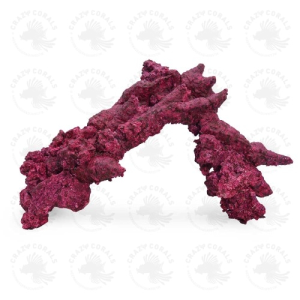 Real Reef Fancy Arche 1stk.